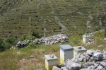 Hives & dry walls
